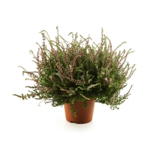 Kanarbik "Garden Girls" potis 17cm
