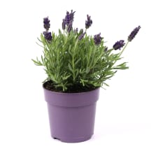 Levanda vazone 12cm, 1 vnt