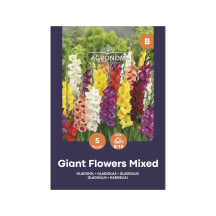 Gladiolas lielie ziedi mix Agronom