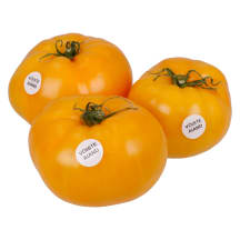 Tomat kollane Võiste Aiand 1kl, kg