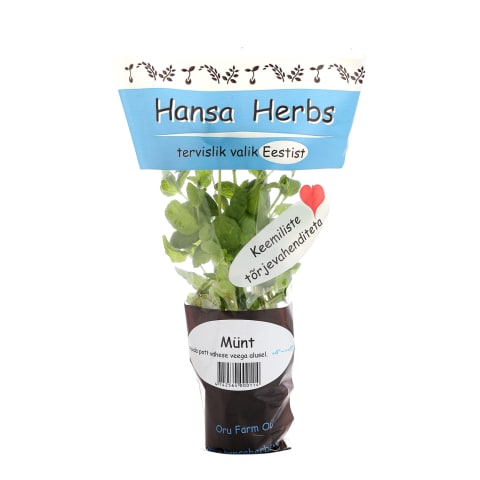 Piparmünt potis Hansa Herbs