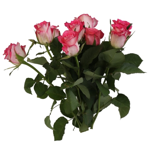Rožių puokštė RIMI 40cm (9vnt), 1vnt