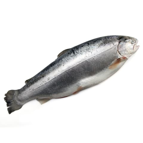 Forele ķidāta ar galvu 2-3kg