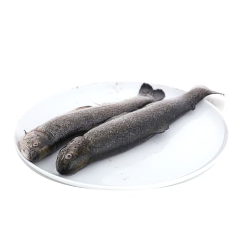 Mazā varavīksnes forele ķidāta kg