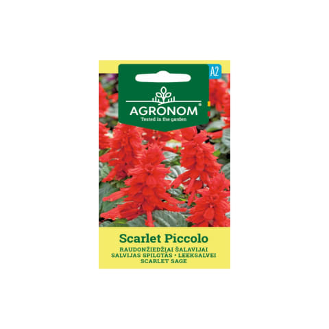 Spilgt. salvijas Scarlet Piccolo Agronom