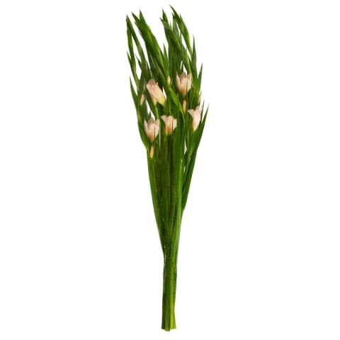 Kardelių puokštė, 65cm, 7vnt