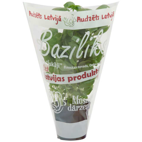 Baziliks podiņā , Latvija