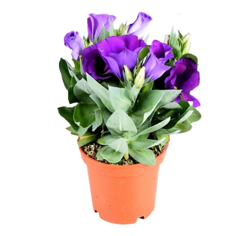 Eustoma vazone, 1vnt