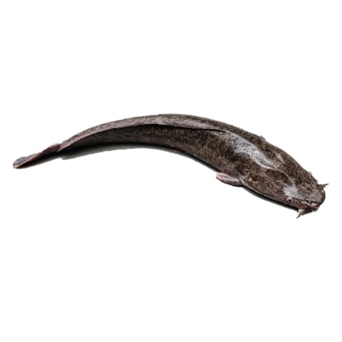 Āfrikas sams ķidāts kg