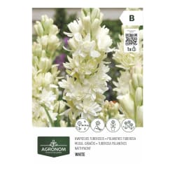 Gėlių svogūnėliai AGRONOM TUBEROSA POLIANTHES, SG26