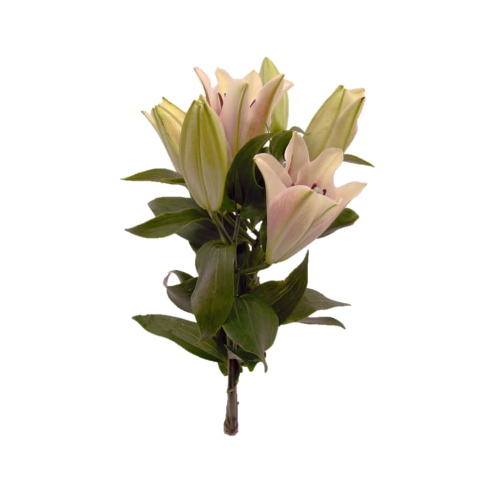 Liliju pušķis 50cm, 3 kāti