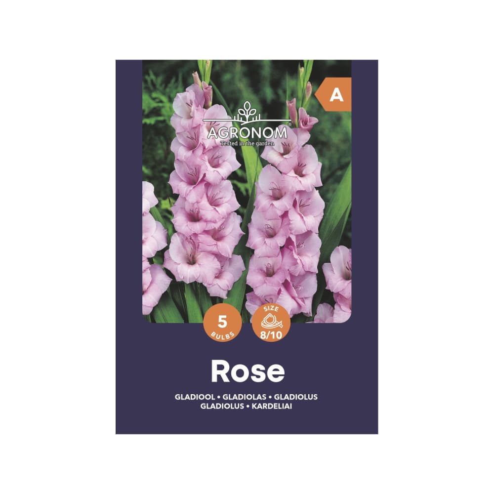 Gladiolas rozā Agronom SG25