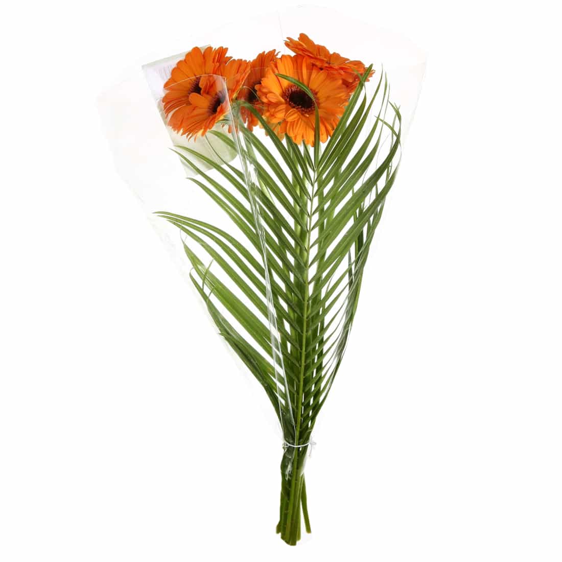 Gerberų puokštė 50cm (9vnt), 1vnt