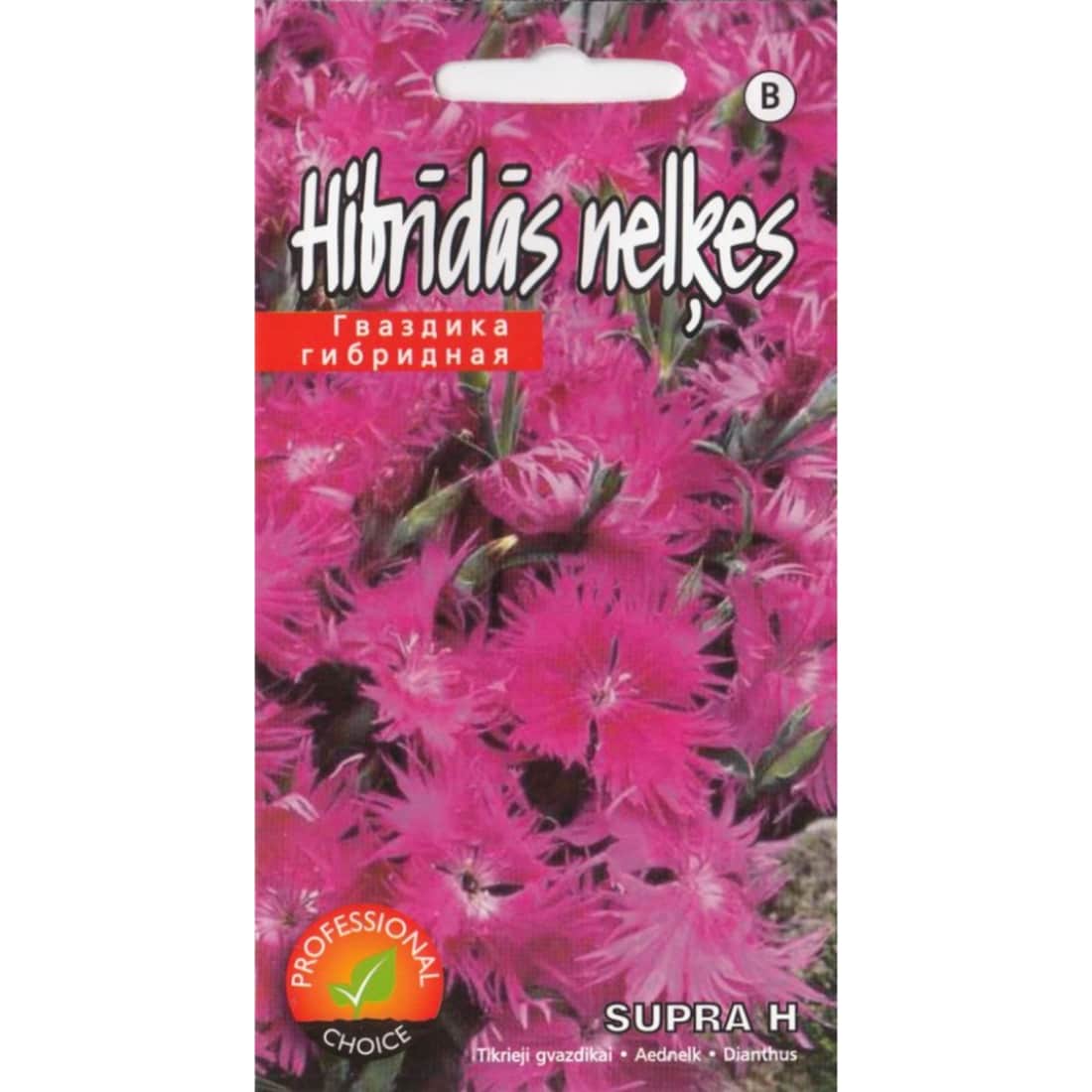 Gvazdikai SUPRA PURPLE KURZEMES SEKLAS