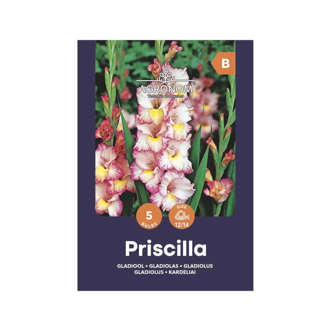 Kardeliai AGRONOM PRISCILLA, SG25