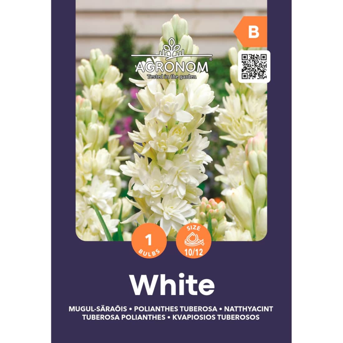 Tuberoza AGRONOM TUBEROSA POLIANTHES, SG25