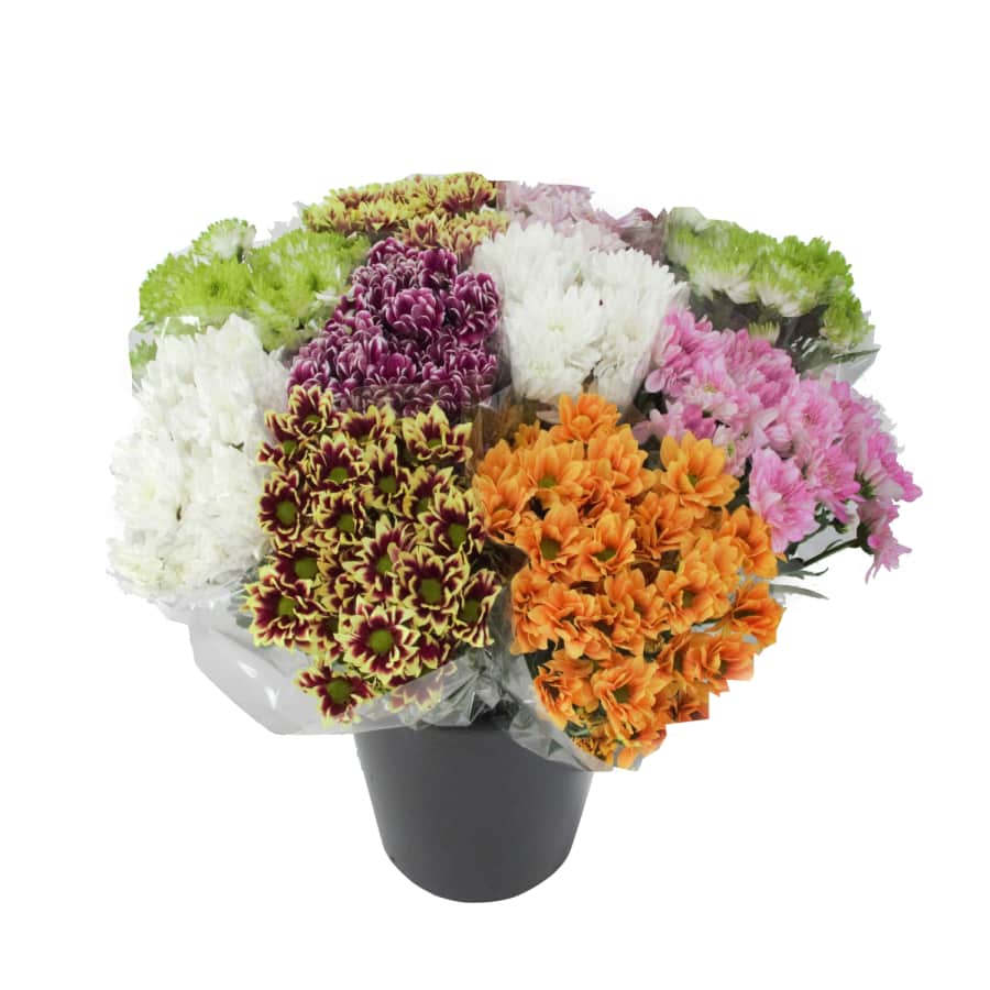 Chrizantemų puokštė Rimi 50cm, 5vnt