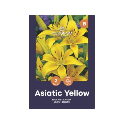 Lelijos AGRONOM ASIATIC YELLOW, SG25