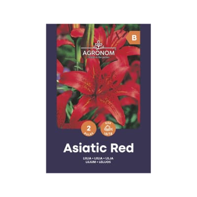 Lelijos AGRONOM ASIATIC RED, SG25