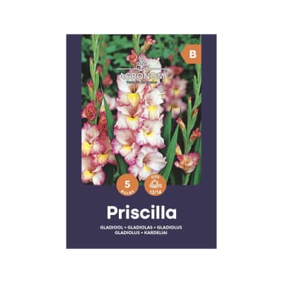 Kardeliai AGRONOM PRISCILLA, SG25