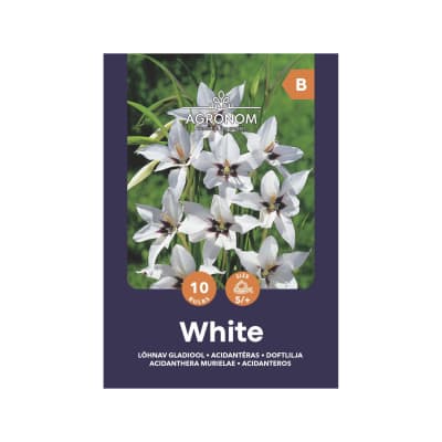 Gėlių svogūnėliai AGRONOM ACIDANTHERA, SG25