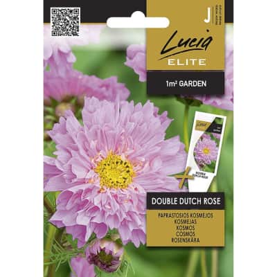 Sėkl. LUC. EL.Kosmėjos papr. Dutch Rose