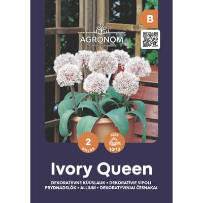 Česnakai AGRONOM IVORY QUEEN, AG25