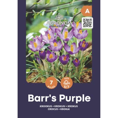 Krokai AGRONOM BARR'S, violet., AG25