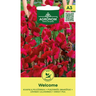 Kvapnieji pelėžirniai WELCOME