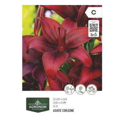 Gėlių svog. AGRONOM LILY ASIATIC, raud. SG26