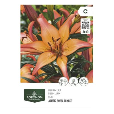 Gėlių svog. AGRONOM LILY ASIATIC ROYAL, SG26