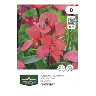 Gėlių svogūnėliai AGRONOM CANNA, rožinė, SG26