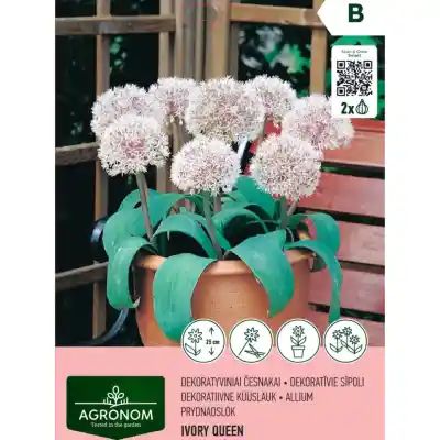 Česnakai AGRONOM IVORY QUEEN, AG26
