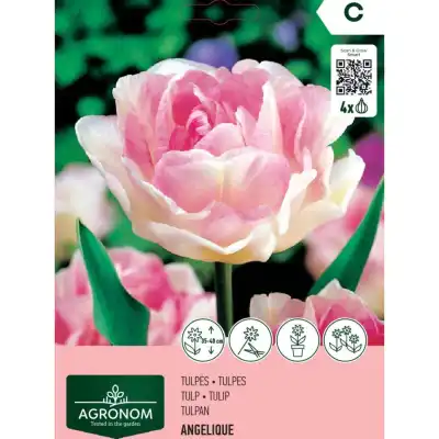 Tulpės AGRONOM ANGELIQUE, AG26