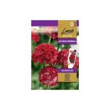 Sėklos LUCIA ELITE Gvaizdės Ballerina Red