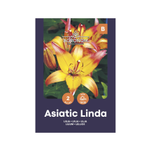 Liilia Asiatic Linda Agronom