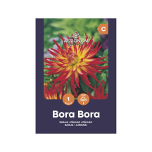 Daalia Bora Bora Agronom