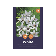 Gėlių sėklos AGRONOM ACIDANTHERA WHITE
