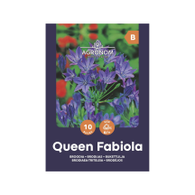 Broodia Queen Fabiola Agronom