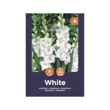 Gėlių sėklos AGRONOM GLADIOLUS WHITE