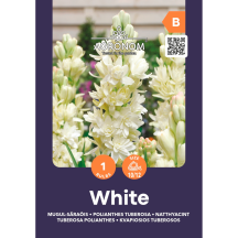 Tuberoza AGRONOM TUBEROSA POLIANTHES, SG25