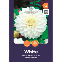 Jurginai AGRONOM, balti, SG25