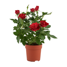 Roze podiņā D12
