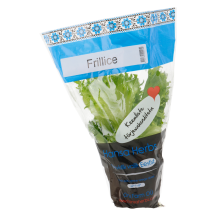 Salat frillice potis Hansa Herbs