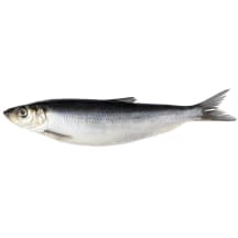 Sūdyta atlantinė silkė su galva, 1 kg
