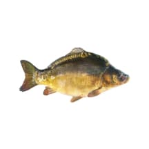 Atvėsintas paprastasis karpis KINTAI, išdarinėtas, 1 kg