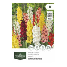 Gėlių svogūnėliai AGRONOM GLADIOLUS MIX, SG26
