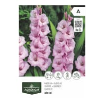 Gėlių svogūnėliai AGRONOM GLADIOLUS, rožinė, SG26