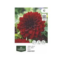 Gėlių svogūnėliai AGRONOM DAHLIA ARABIAN NIGHT, SG26