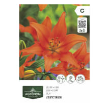 Gėlių svog. AGRONOM LILY ASIATIC SHADAI, SG26